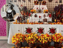 Ante cualquier ingesta accidental, es vital contactar a un veterinario de inmediato. EL INFORMADOR / ARCHIVO / UNSPLASH / M. COX