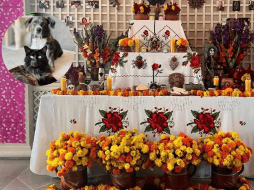 Ante cualquier ingesta accidental, es vital contactar a un veterinario de inmediato. EL INFORMADOR / ARCHIVO / UNSPLASH / M. COX