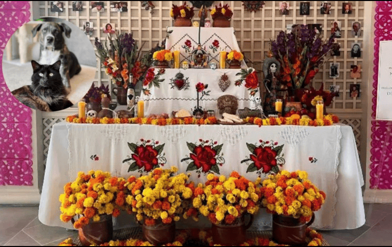 Ante cualquier ingesta accidental, es vital contactar a un veterinario de inmediato. EL INFORMADOR / ARCHIVO / UNSPLASH / M. COX