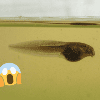 Científicos encuentran el fósil del renacuajo más antiguo en Argentina