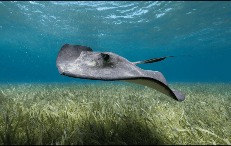 Esta especie marina está conservada en el Museo de Historia Natural de Berlín. Pexels