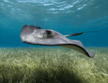 Esta especie marina está conservada en el Museo de Historia Natural de Berlín. Pexels