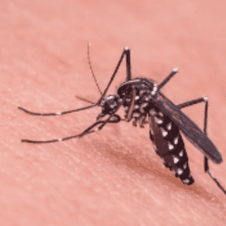 Nuevo León supera mil casos de dengue y se reportan 12 muertes