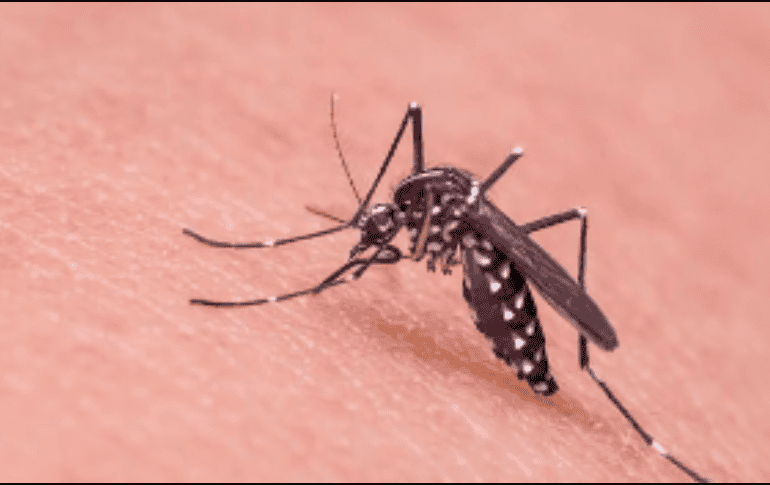 Con este último corte, Nuevo León se colocó en la segunda entidad con más casos de dengue en el país, después de Jalisco.