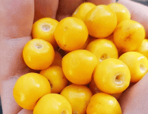 México es uno de los principales productores de este fruto. SUN / ARCHIVO