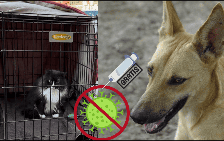 Vacuna a tu mascota contra la rabia gratis en Guadalajara. SUN / EL INFORMADOR / ARCHIVO