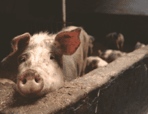 El riesgo actual de contraer gripe aviar es muy bajo para el público. Pexels