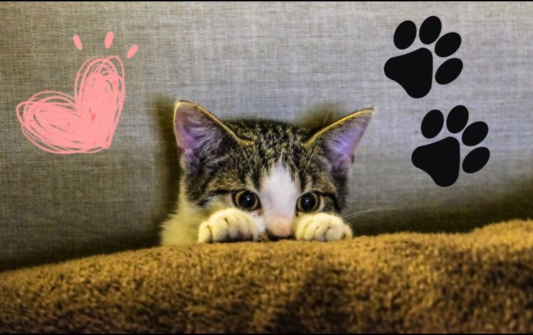 Estos bellos animales ofrecen beneficios emocionales significativos. CANVA / PEXELS