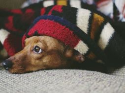 La gastritis en perros, o inflamación del estómago, es una condición frecuente que puede surgir por diversas causas, como infecciones, parásitos, toxinas, medicamentos o una dieta inadecuada. Pixabay