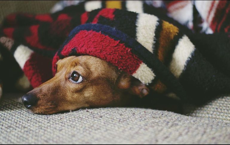 La gastritis en perros, o inflamación del estómago, es una condición frecuente que puede surgir por diversas causas, como infecciones, parásitos, toxinas, medicamentos o una dieta inadecuada. Pixabay