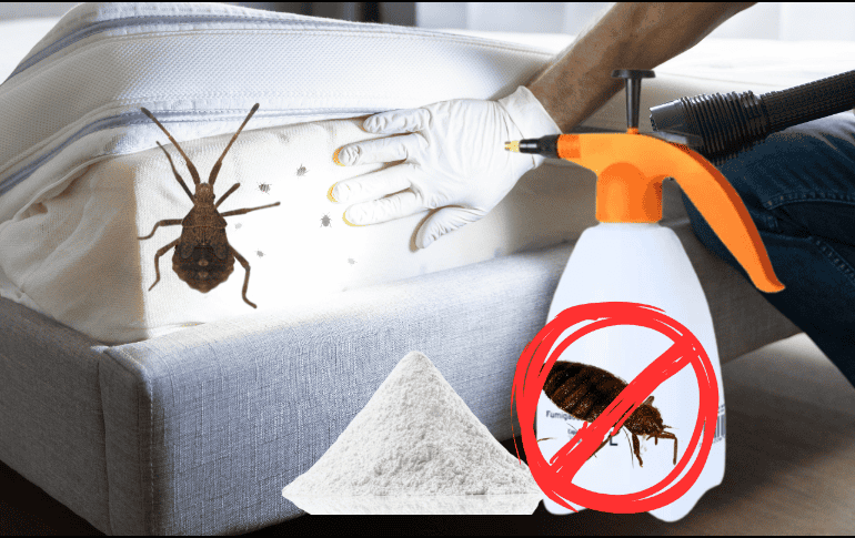 La “Cruz Negra” es un insecticida natural que se utiliza para eliminar plagas de insectos y plagas, como las chinches. ESPECIAL/ CANVA