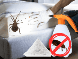 La “Cruz Negra” es un insecticida natural que se utiliza para eliminar plagas de insectos y plagas, como las chinches. ESPECIAL/ CANVA