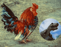 Este proyecto de ingeniería genética se llama“Dino Chicken” o “Pollosaurio” en español. Pixabay