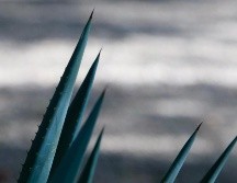 El mandatario también habló sobre la importancia del recién inaugurado recorrido turístico Tequila Express. CORTESÍA/ Gobierno Jalisco.