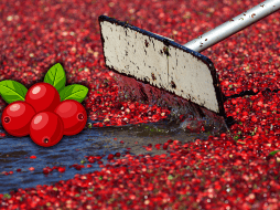 El hígado puede verse afectado por el consumo excesivo de arándanos. AP / ARCHIVO