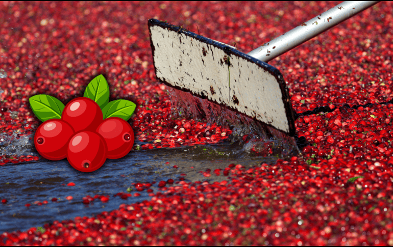 El hígado puede verse afectado por el consumo excesivo de arándanos. AP / ARCHIVO