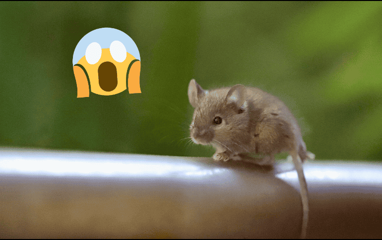 Perú cuenta con tres especies de Abrothrix. Pixabay