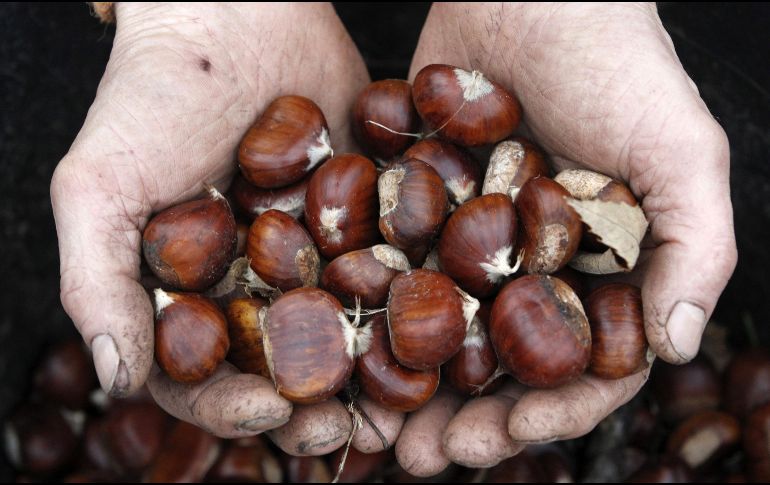 Las vitaminas del grupo B presentes en las castañas son cruciales para mantener un sistema nervioso saludable. EFE / ARCHIVO
