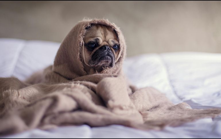 No sólo su pelaje los protege del frío. UNSPLASH / M. HENRY