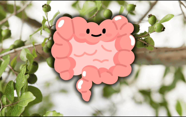 Existen diversas presentaciones de cáscara sagrada, como cápsulas, té, polvo y tabletas. EL INFORMADOR / ARCHIVO