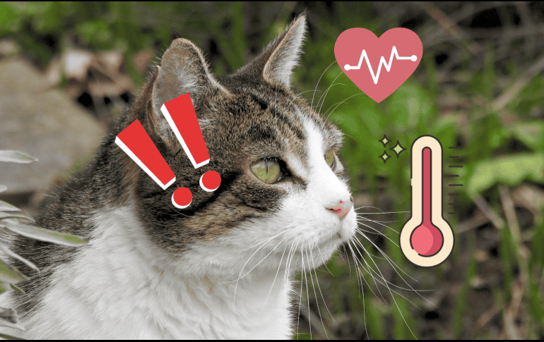 Los gatos podrían detectar anomalías en el cuerpo y salud de los humanos. Pixabay / U. Dugulin