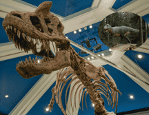 Hace aproximadamente unos 70 u 80 millones de años, el oeste de América del Norte era el hogar de varias especies de tiranosaurios. Pexels