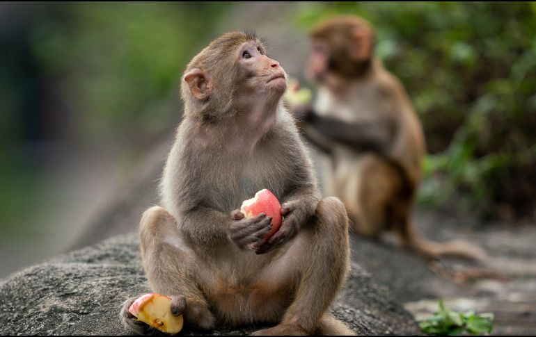 Las personas que viven cerca deben cerrar sus ventanas y puertas para que los monos no encuentren un lugar donde esconderse. FREEPIK