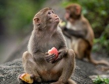 Las personas que viven cerca deben cerrar sus ventanas y puertas para que los monos no encuentren un lugar donde esconderse. FREEPIK