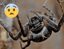 El fósil estaba tan bien conservado que los expertos pudieron distinguir estructuras subcelulares. Pixabay