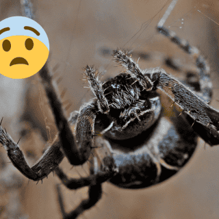 Descubren el fósil de una araña gigantesca en Australia