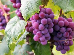 Las uvas son utilizadas desde las civilizaciones antiguas de la humanidad. PEXELS