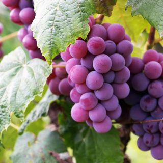 Así ayuda consumir uvas para mantenerte joven y saludable