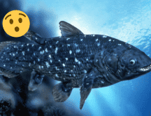 Existen sólo dos especies en el mundo de este tipo de pez. Flickr