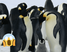 La investigadora indicó que no tenía idea del porqué el pingüino viajó a Denmark. Pixabay