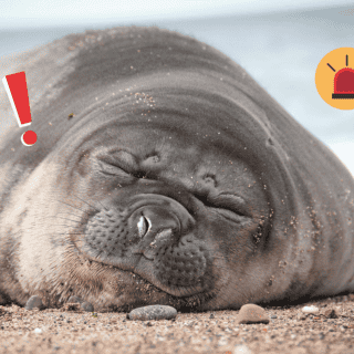 Gripe aviar disminuye colonia de elefantes marinos en Argentina