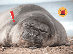 La gripe aviar se contagia fácilmente entre mamíferos marinos, Argentina intenta preservarlos. Pexels / F. Feliciani