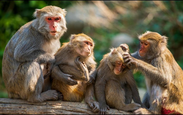 El ser humano ha utilizado a monos para la investigación científica desde finales del Siglo XIX. Pexels