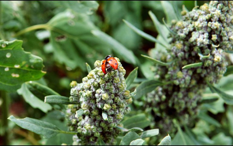 Un aspecto que diferencia a la kañiwa de otros cereales es su alta concentración de flavonoides. AFP / ARCHIVO