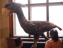 Phorusrhacidae es el fósil de ave más grande encontrado en toda Sudamérica. Flickr