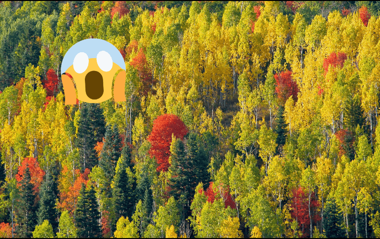 Pando germinó de una sola semilla y todas sus células contenían ADN esencialmente genético. Flickr