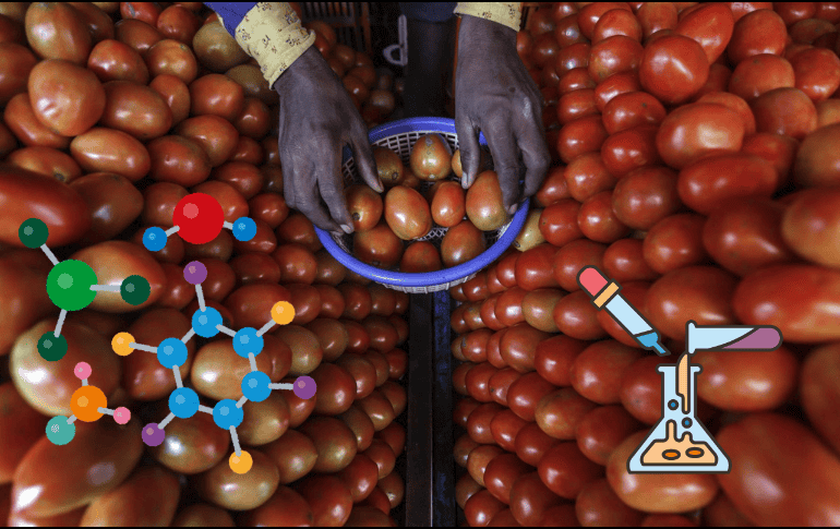 Los jitomates editados genéticamente produjeron menos semillas y más ligeras, aunque su salud y las tasas de germinación se vieron mínimamente afectadas. EFE/ ARCHIVO/ ESPECIAL/ CANVA