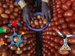 Los jitomates editados genéticamente produjeron menos semillas y más ligeras, aunque su salud y las tasas de germinación se vieron mínimamente afectadas. EFE/ ARCHIVO/ ESPECIAL/ CANVA