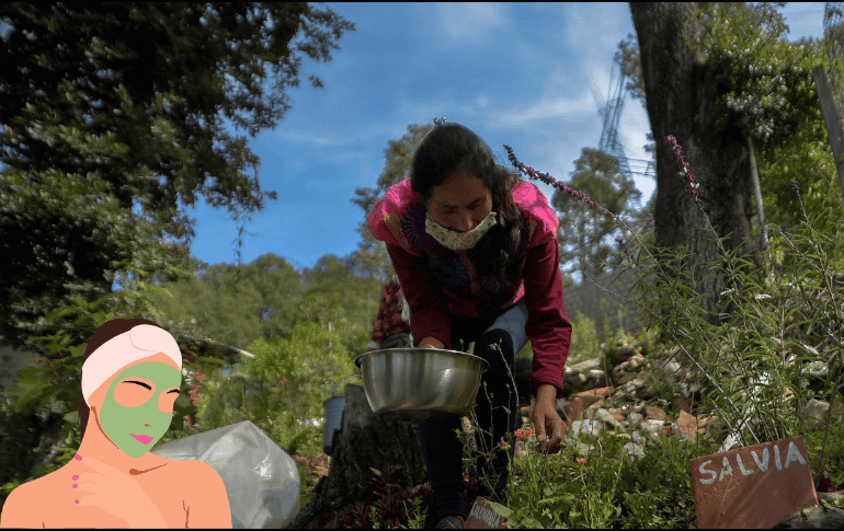 Estas plantas te ayudan a combatir el acné. EFE / ARCHIVO