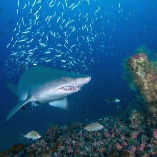 Científicos hallan acción que podría SALVAR a surfistas de ataques de tiburones