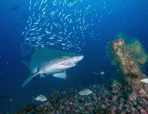 Australia registra mil 200 ataques de tiburones desde 1791, de los cuales 255 resultaron en muertes, según datos oficiales. EFE / ARCHIVO