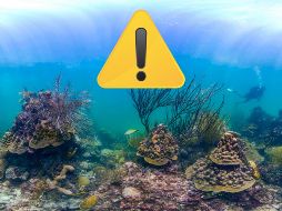 Revertir esta crisis de corales pasa definitivamente por reducir las emisiones de gases de efecto invernadero, sostienen los expertos de la organización. AP / ARCHIVO