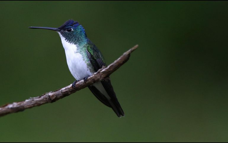 Las hembras son las encargadas de construir los nidos y lo hacen con materiales naturales como fibras vegetales, musgo, líquenes y seda de araña. EFE / ARCHIVO