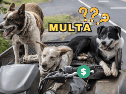 Esta norma en Panamá ha llamado la atención de los defensores de los animales por el ruido de mascotas. Pixabay / J. Chabot