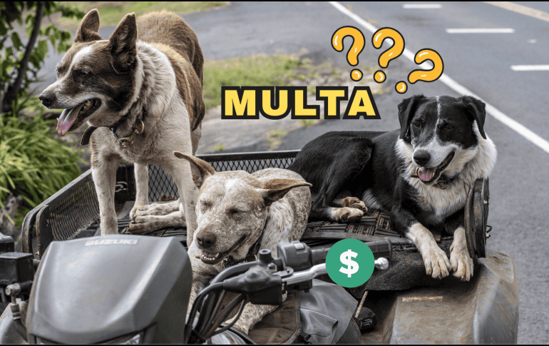 Esta norma en Panamá ha llamado la atención de los defensores de los animales por el ruido de mascotas. Pixabay / J. Chabot