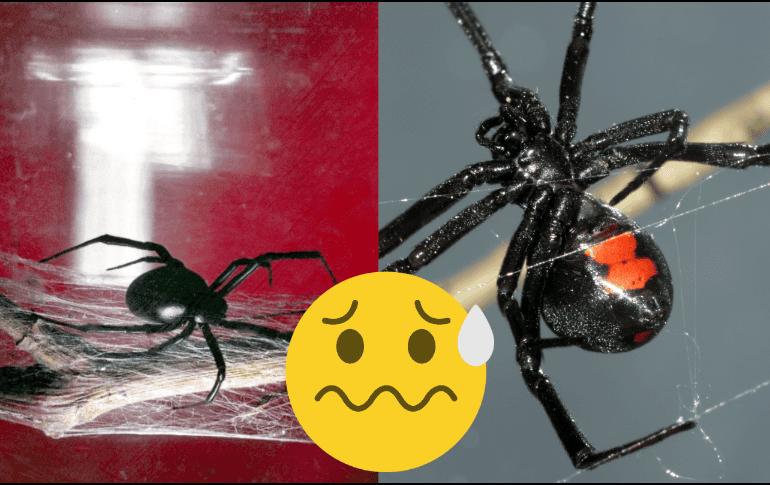 Durante la última semana, en Buctzotz se reportó la presencia de un nido de 